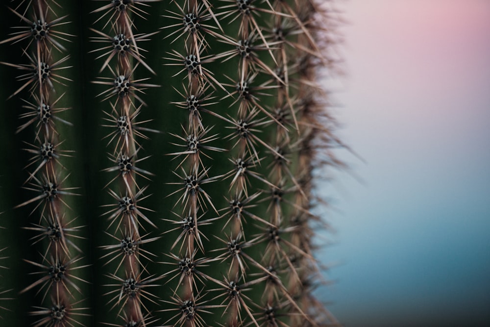 foto ravvicinata della pianta di cactus