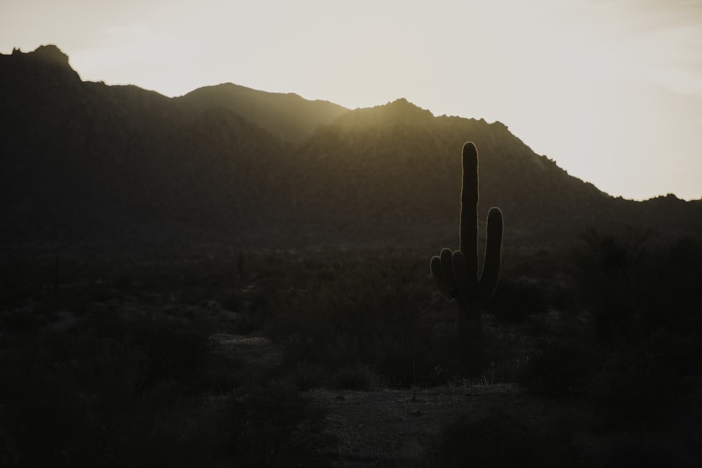Fotografia di silhouette di cactus